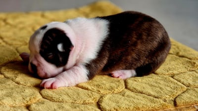 Les chiots de Boston Terrier