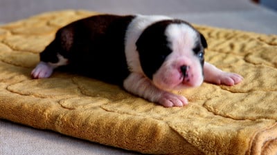 Les chiots de Boston Terrier