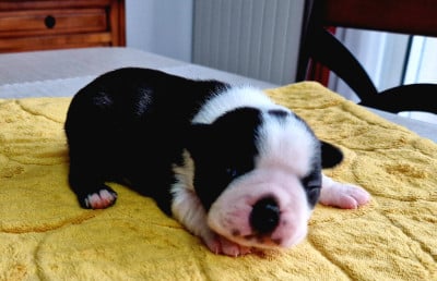 Les chiots de Boston Terrier