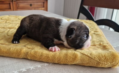 Les chiots de Boston Terrier