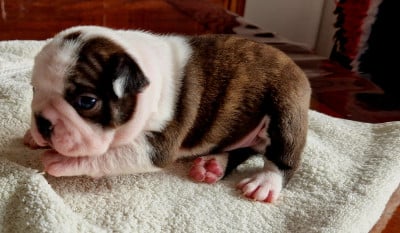 Les chiots de Boston Terrier