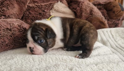 Les chiots de Boston Terrier