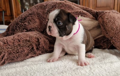 Les chiots de Boston Terrier