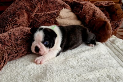 Les chiots de Boston Terrier