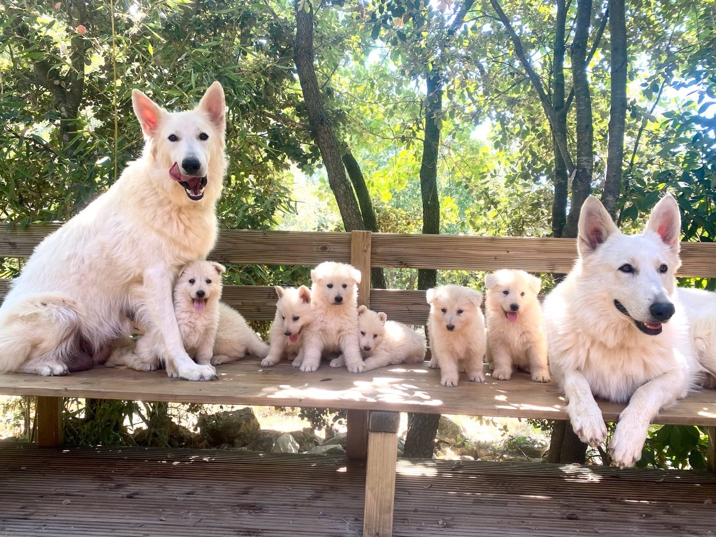 Berger Blanc Suisse - Of Washita Ahow