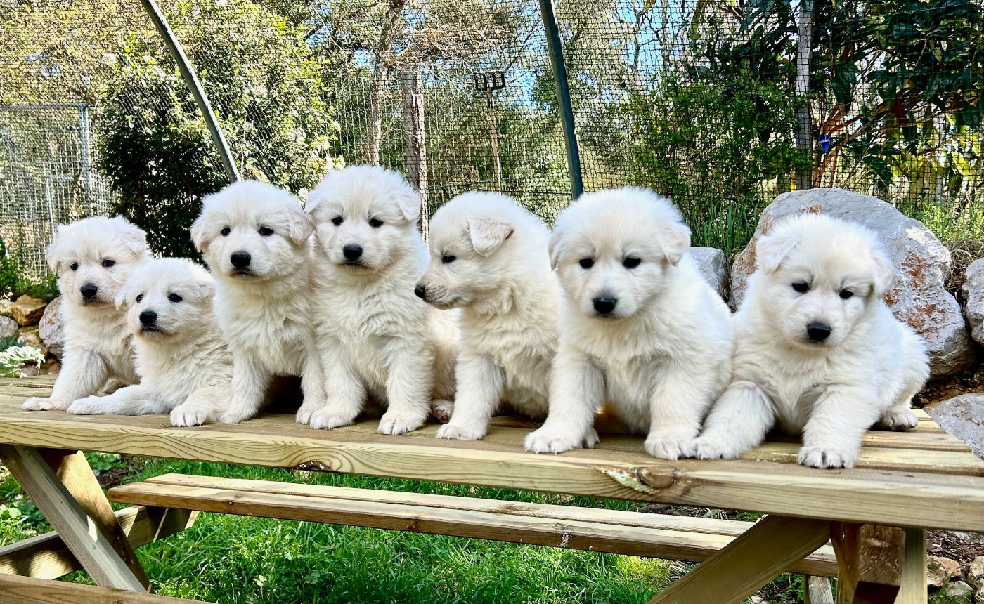 Berger Blanc Suisse - Of Washita Ahow