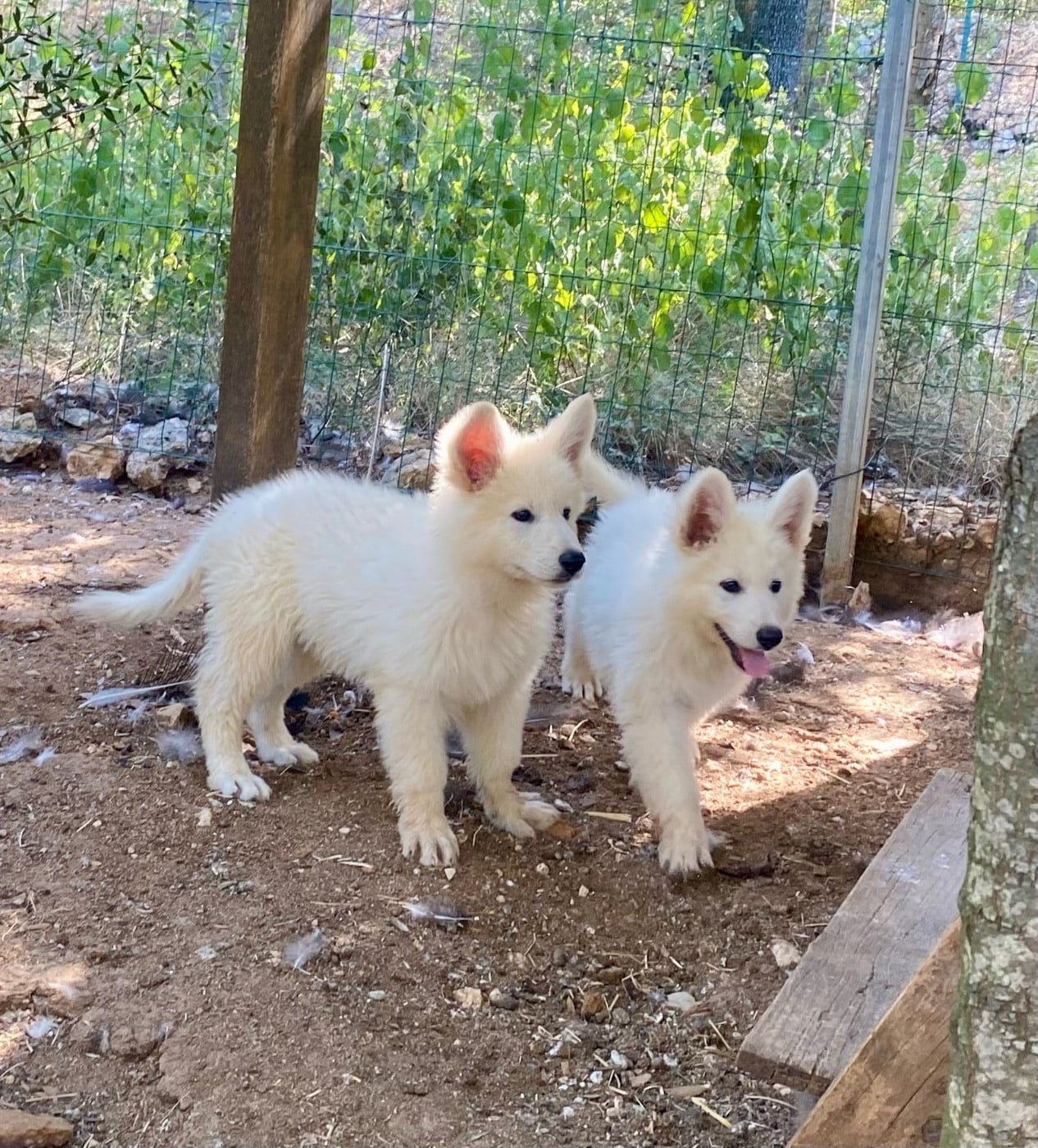 Mâle 1 - Berger Blanc Suisse