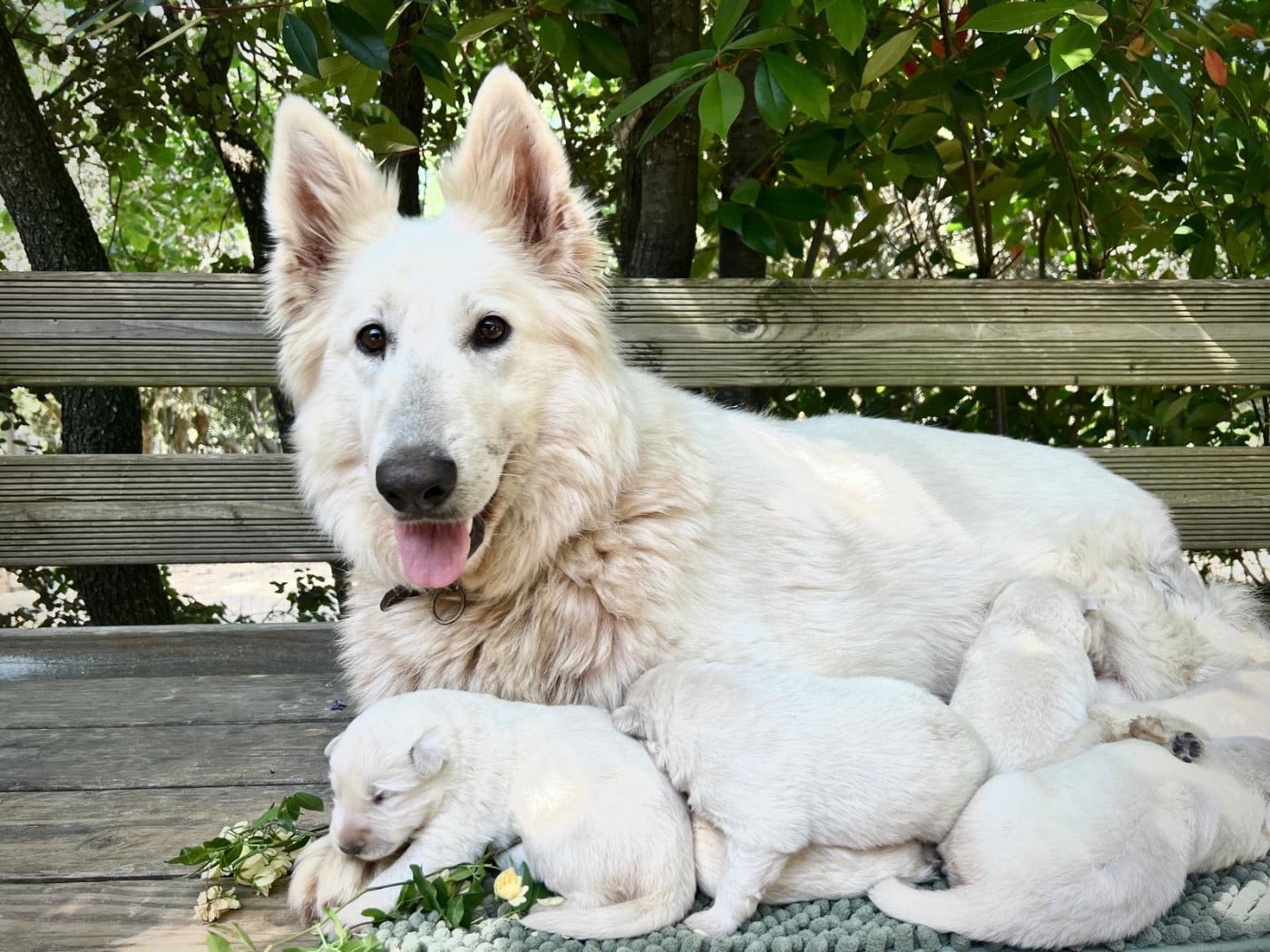 Berger Blanc Suisse - Of Washita Ahow