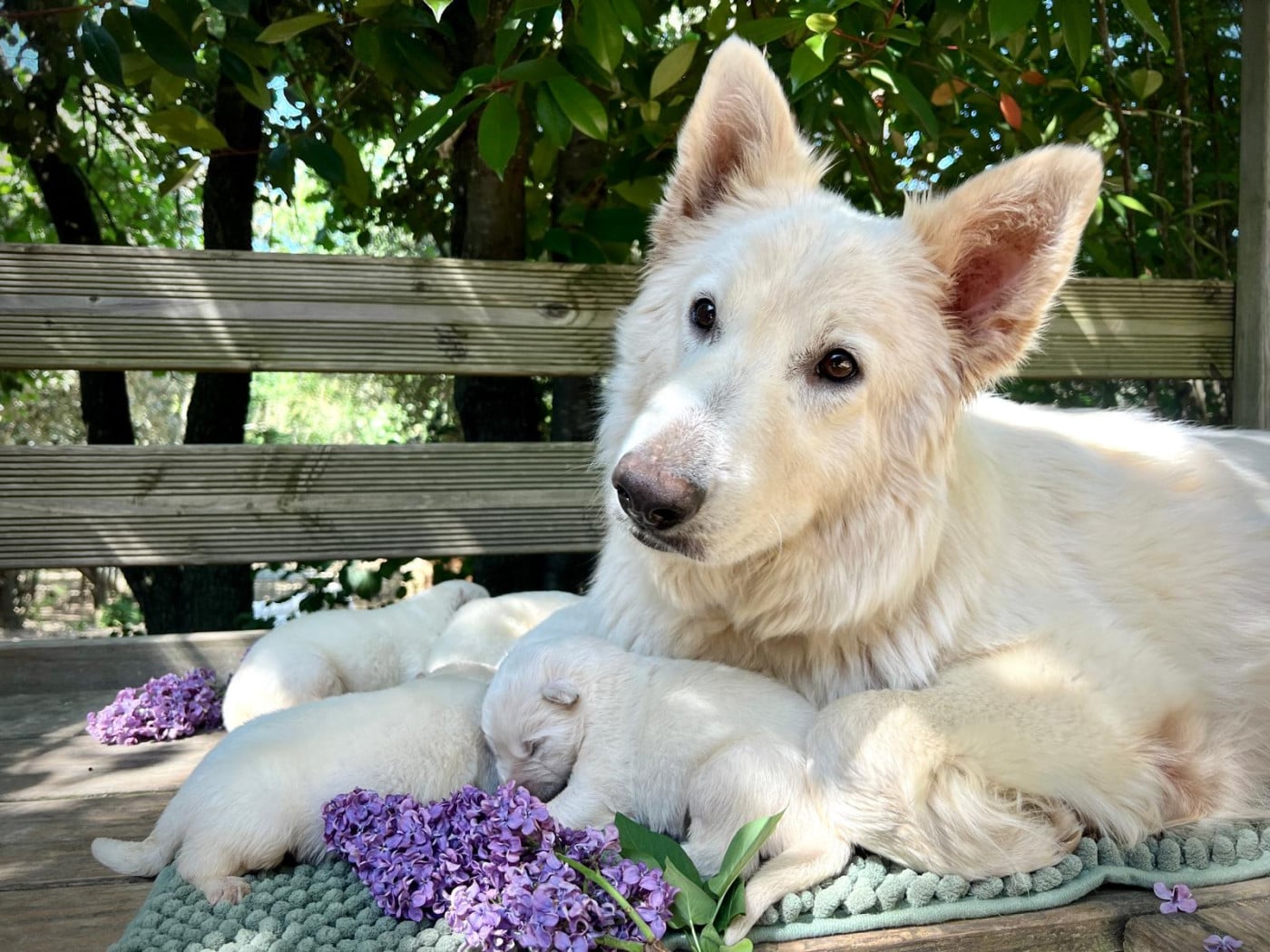 Berger Blanc Suisse - Of Washita Ahow