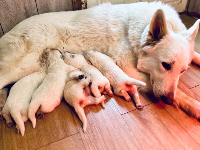 Les chiots de Berger Blanc Suisse