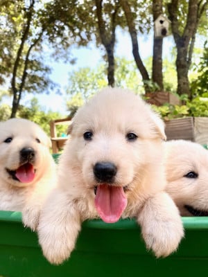 Les chiots de Berger Blanc Suisse