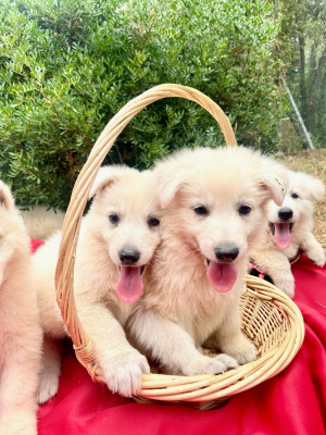 Les chiots de Berger Blanc Suisse