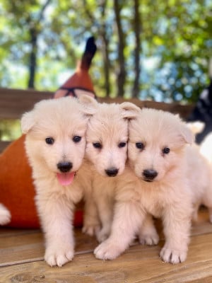 Les chiots de Berger Blanc Suisse