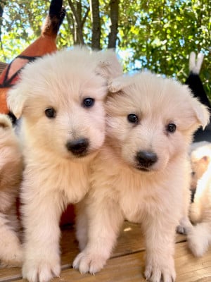 Les chiots de Berger Blanc Suisse