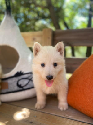 Les chiots de Berger Blanc Suisse