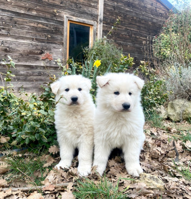 Les chiots de Berger Blanc Suisse