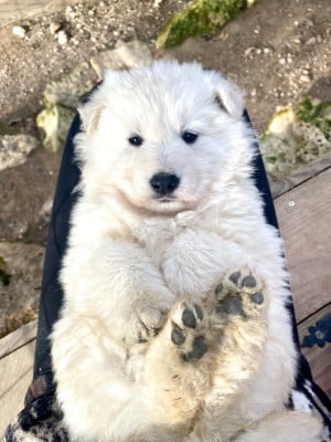 Les chiots de Berger Blanc Suisse