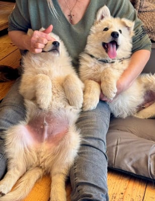 Les chiots de Berger Blanc Suisse
