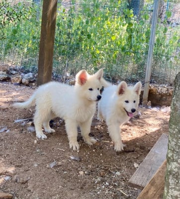 Les chiots de Berger Blanc Suisse