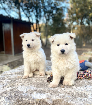Les chiots de Berger Blanc Suisse