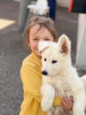 Les chiots de Berger Blanc Suisse