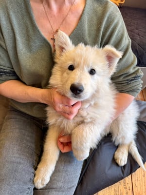 Les chiots de Berger Blanc Suisse