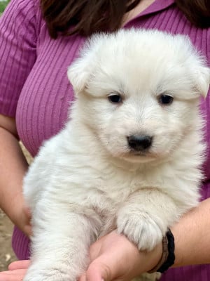 Les chiots de Berger Blanc Suisse