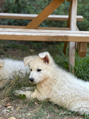 Les chiots de Berger Blanc Suisse