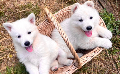Les chiots de Berger Blanc Suisse