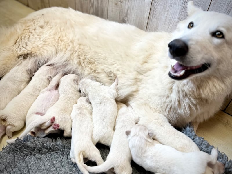 Berger Blanc Suisse - Of Washita Ahow