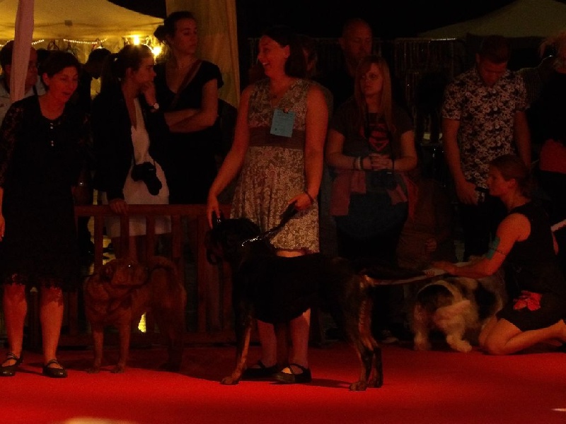 Jasko De la brigade des colosses - 1er Excellent en CJM - Meilleur jeune et de race