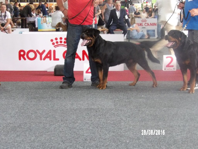 Jasko De la brigade des colosses - 4ème Excellent en COM