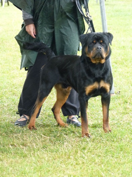 Jasko De la brigade des colosses - 1er excellent CJM