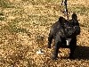 Odette dit olympe Des Bulls Of Normandy - 1ere Très Prometteur en classe puppy femelle bringée
