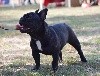 Odette dit olympe Des Bulls Of Normandy - Très Prometteur en classe puppy femelle bringée