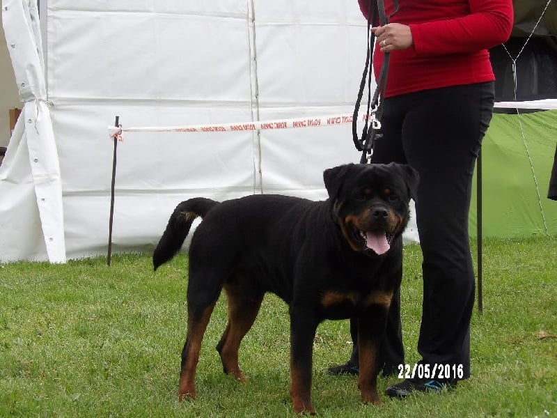 Jasko De la brigade des colosses - 1er Excellent COM - CACS - BOB