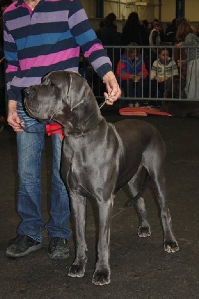 CH. Fée cluzel Des chevaliers du graal - CACS CACIB