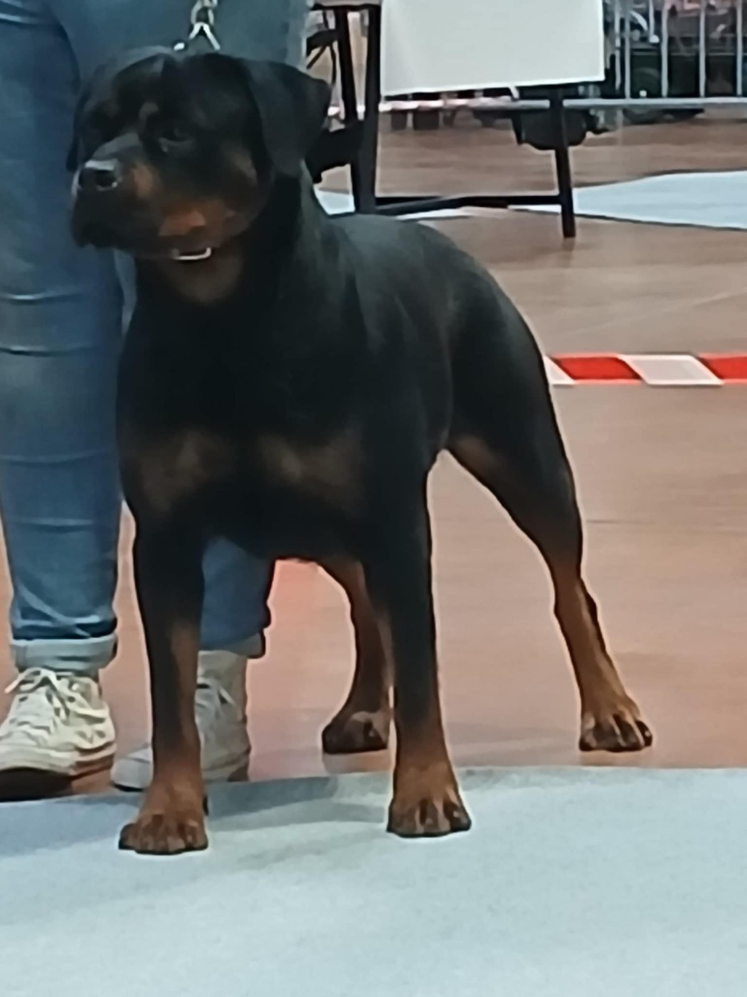 Publication : Des Princes De L'albinol Auteur : lionel marc