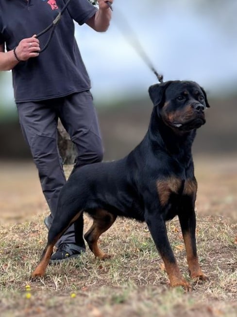 Umyny Des Princes De L'albinol