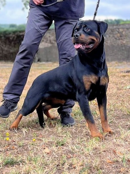 Umyny Des Princes De L'albinol
