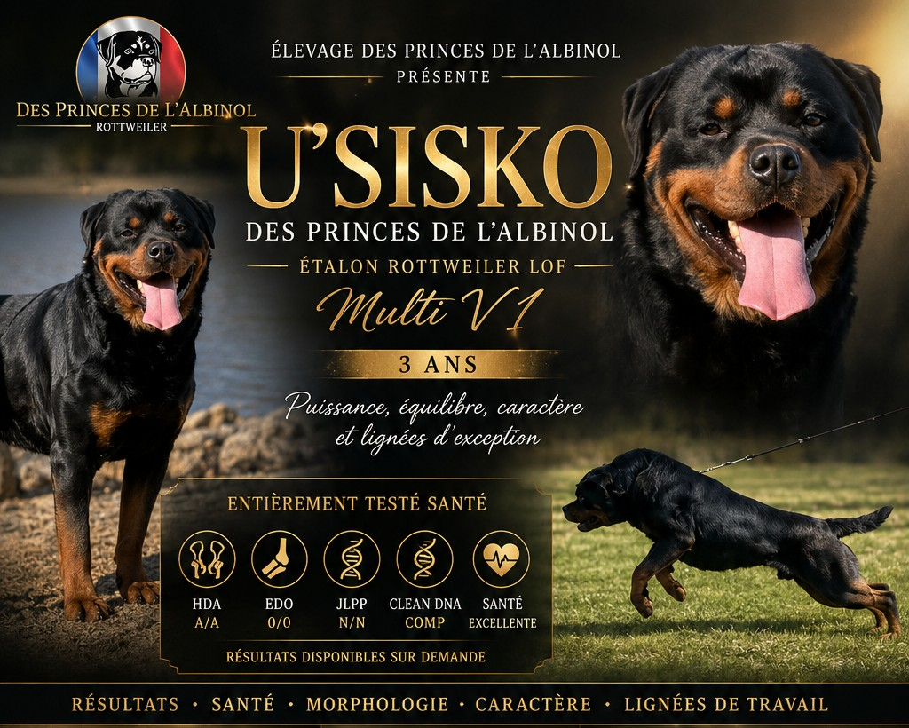 Publication : Des Princes De L'albinol Auteur : lionel marc