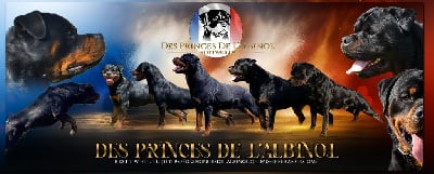 Des Princes De L'albinol