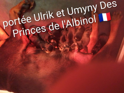 Les chiots de Rottweiler