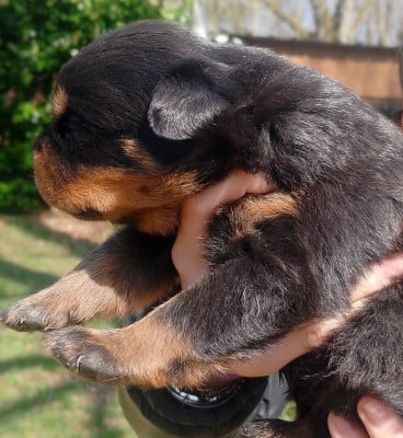 Les chiots de Rottweiler