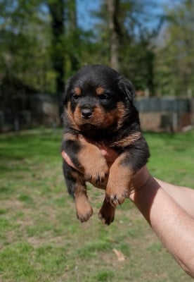 Les chiots de Rottweiler
