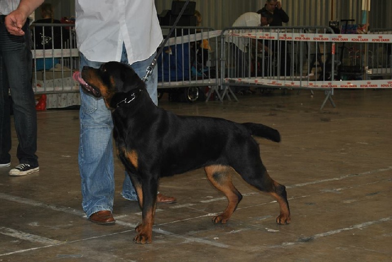 CH. Hanthea Des Princes De L'albinol - 1er tb