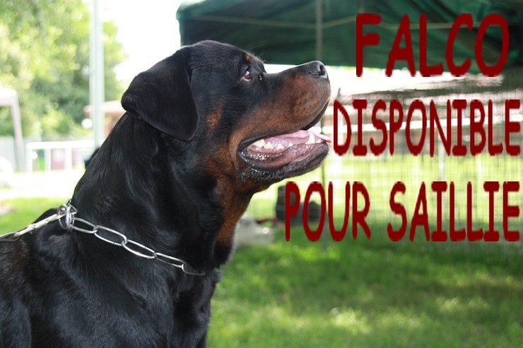 Falco of Krie Gerische Schawarz - v1+cacs...meilleur de race...