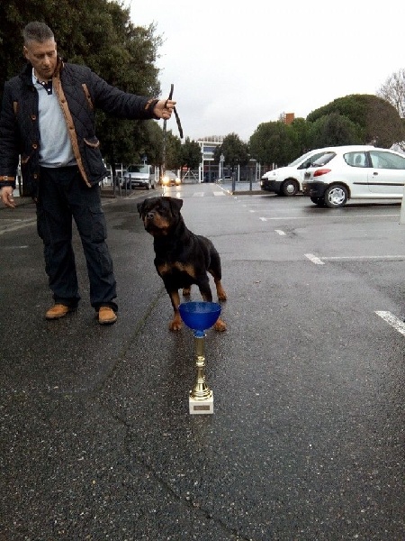 CH. Hanthea Des Princes De L'albinol - v1 cacib (best female)