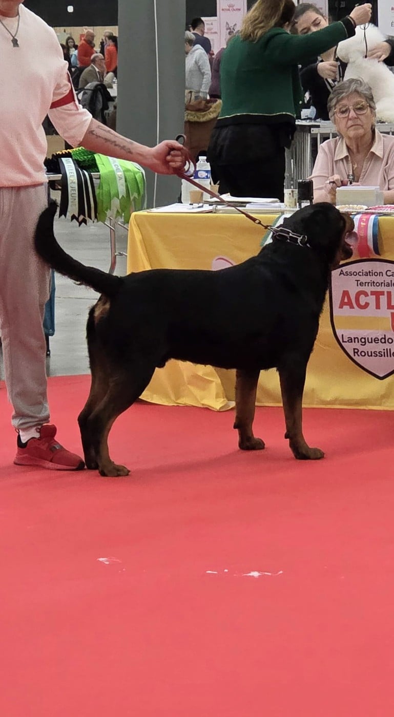 U'sisko Des Princes De L'albinol - 1er excellent