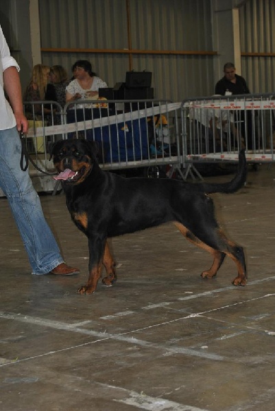 CH. Hanthea Des Princes De L'albinol - V1 CL.INT F